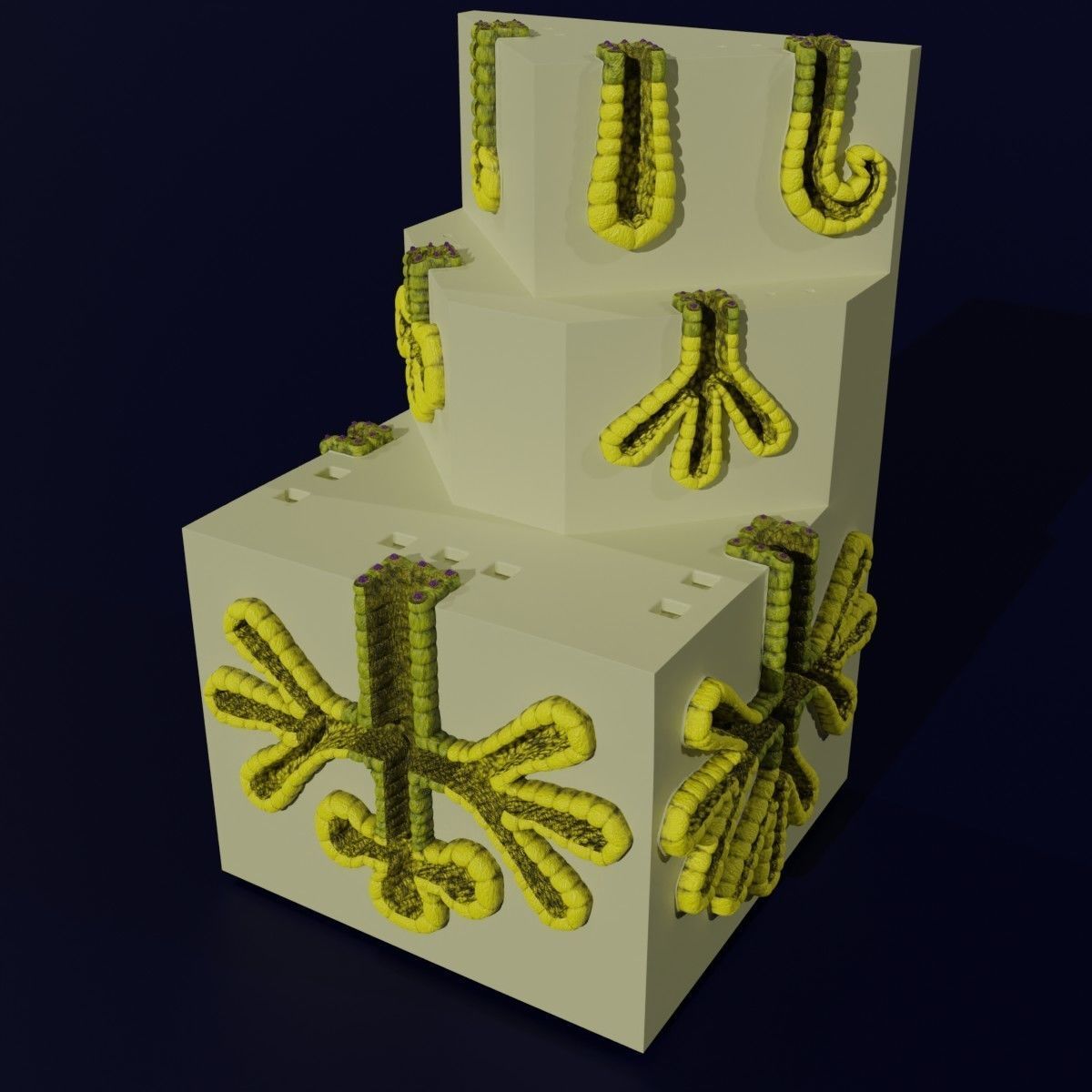 Ducts glands type simple compound alveolar tubular 3D model_57