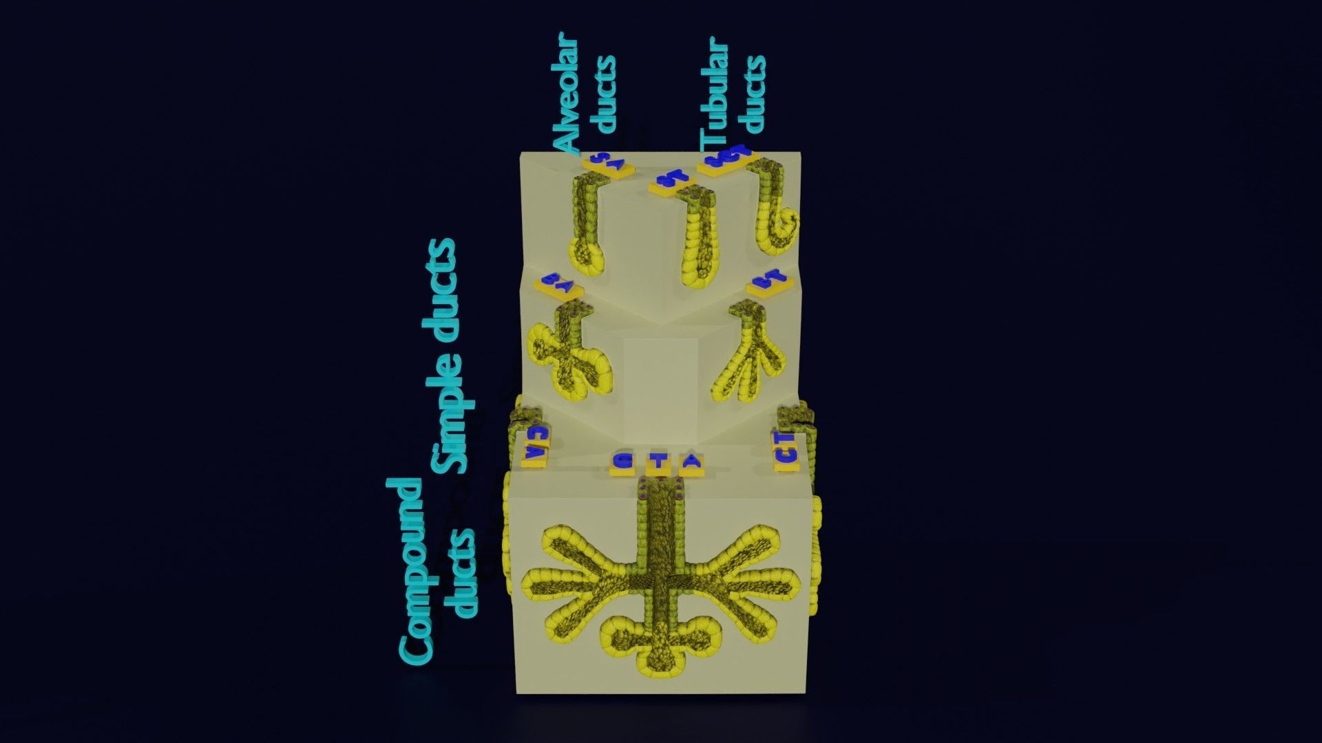 Ducts glands type simple compound alveolar tubular 3D model_55
