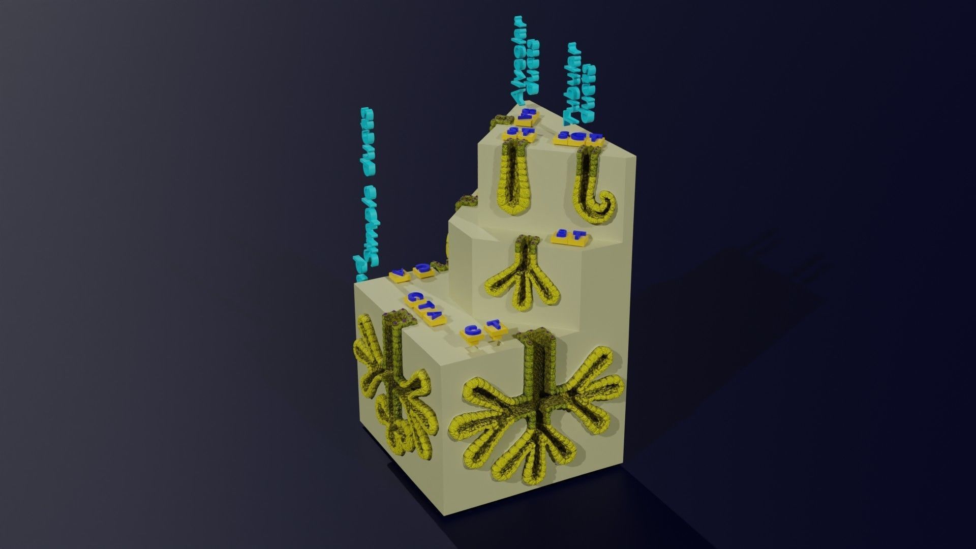 Ducts glands type simple compound alveolar tubular 3D model_6