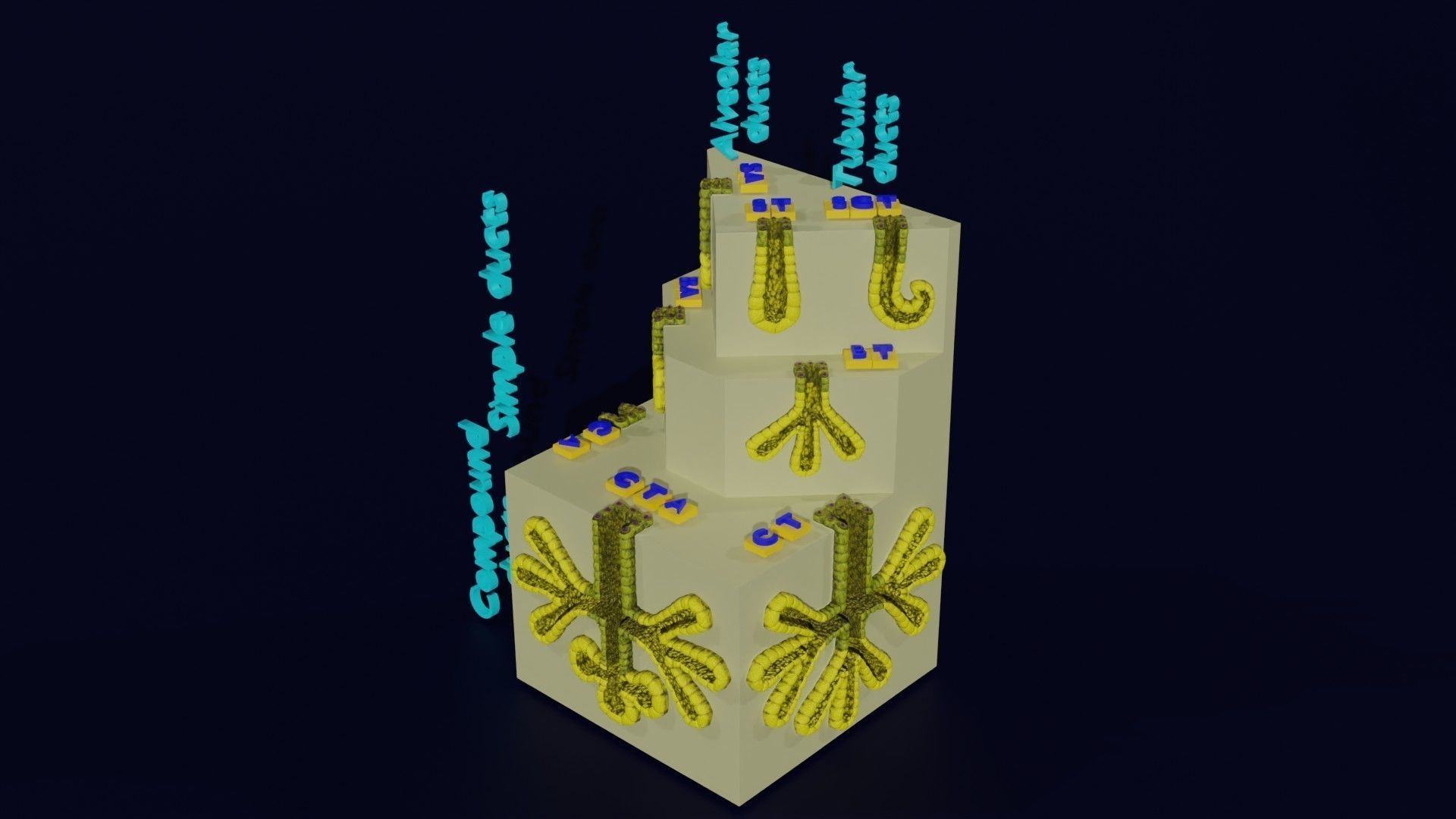 Ducts glands type simple compound alveolar tubular 3D model_53