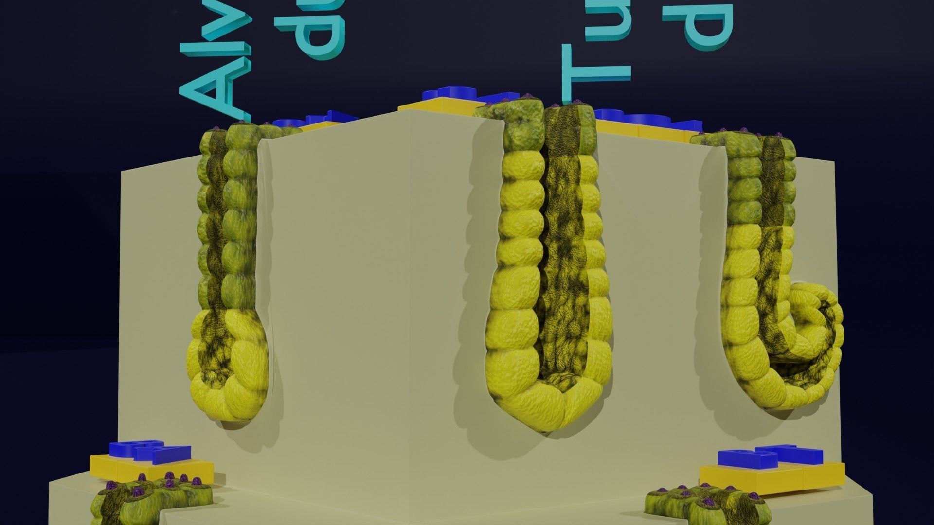 Ducts glands type simple compound alveolar tubular 3D model_18