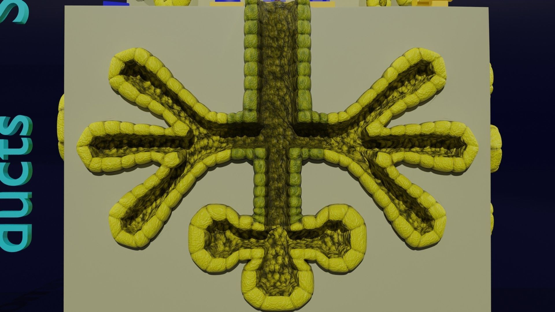 Ducts glands type simple compound alveolar tubular 3D model_13