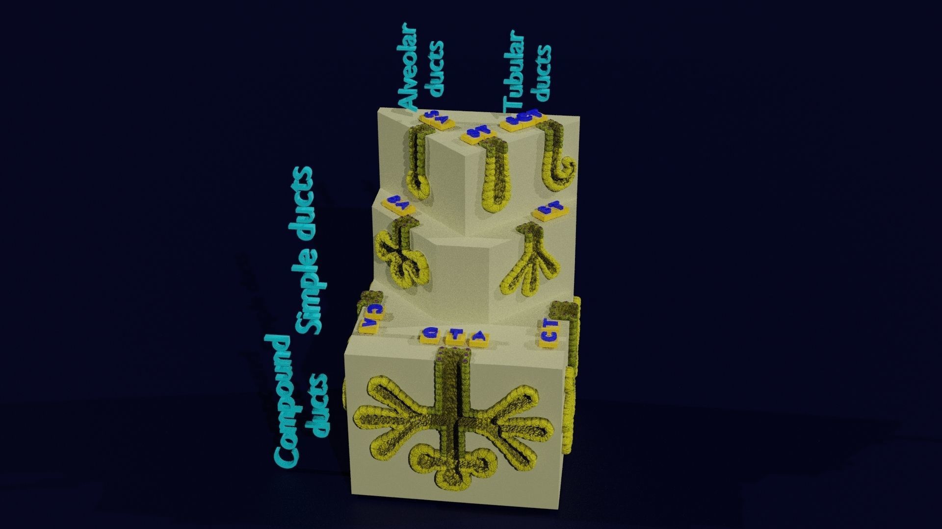 Ducts glands type simple compound alveolar tubular 3D model_32