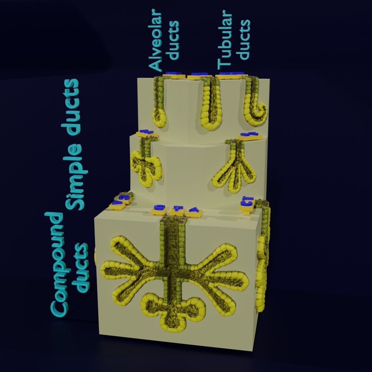 Ducts glands type simple compound alveolar tubular 3D model_56