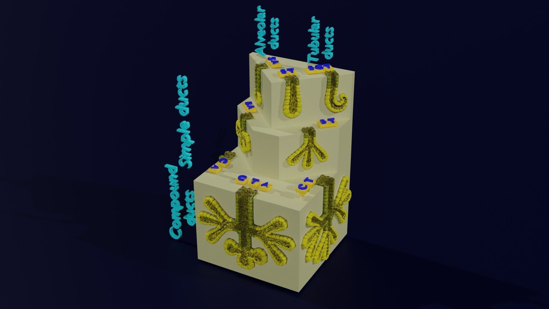 Ducts glands type simple compound alveolar tubular 3D model_4