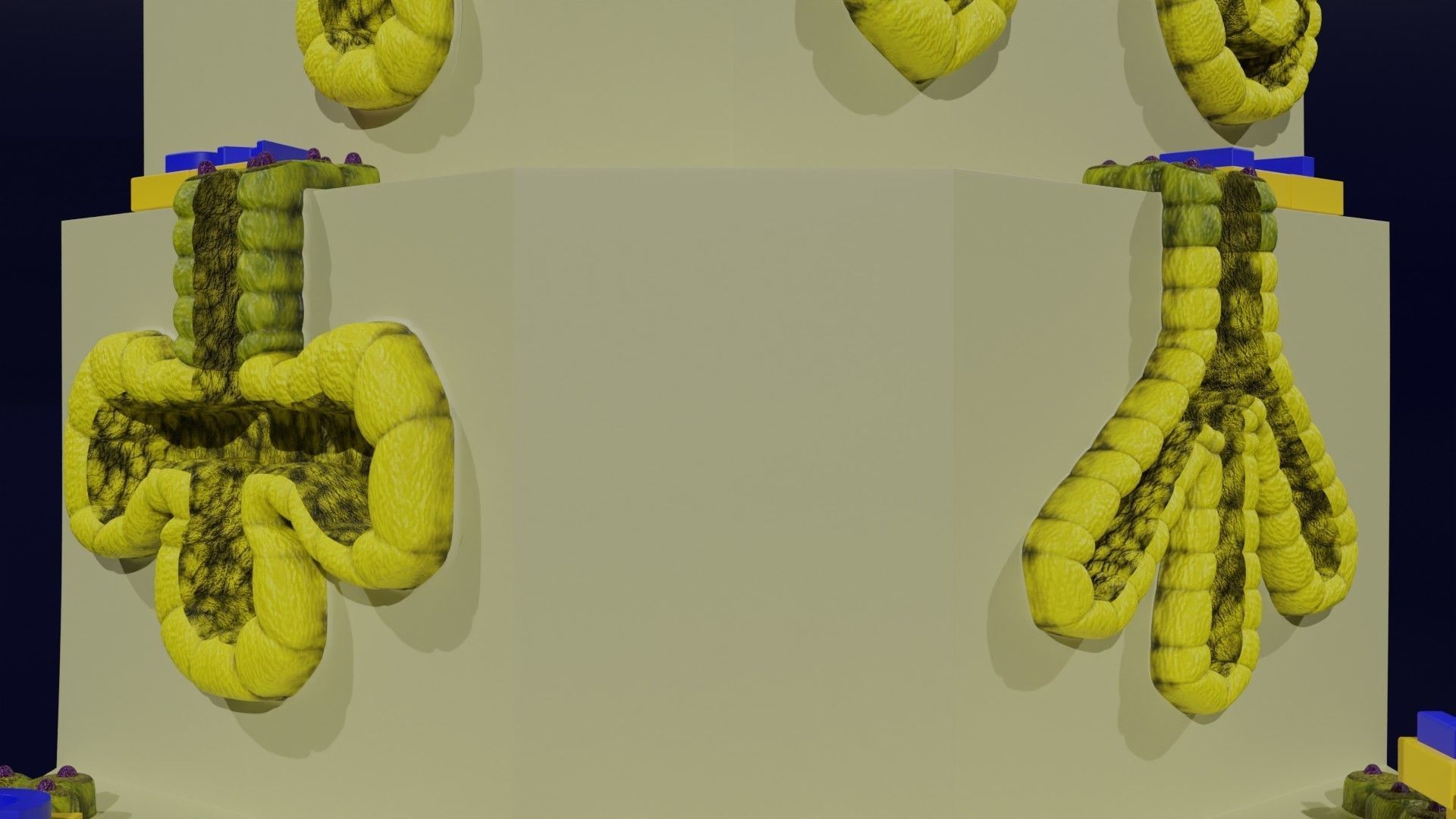 Ducts glands type simple compound alveolar tubular 3D model_35