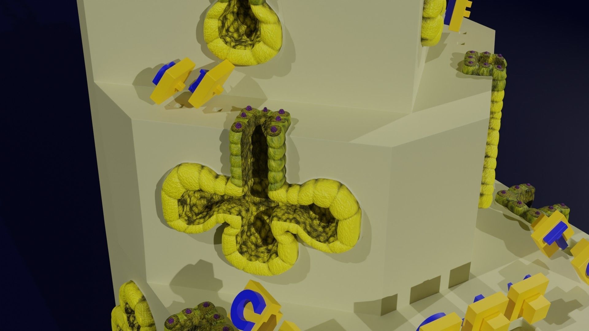 Ducts glands type simple compound alveolar tubular 3D model_30