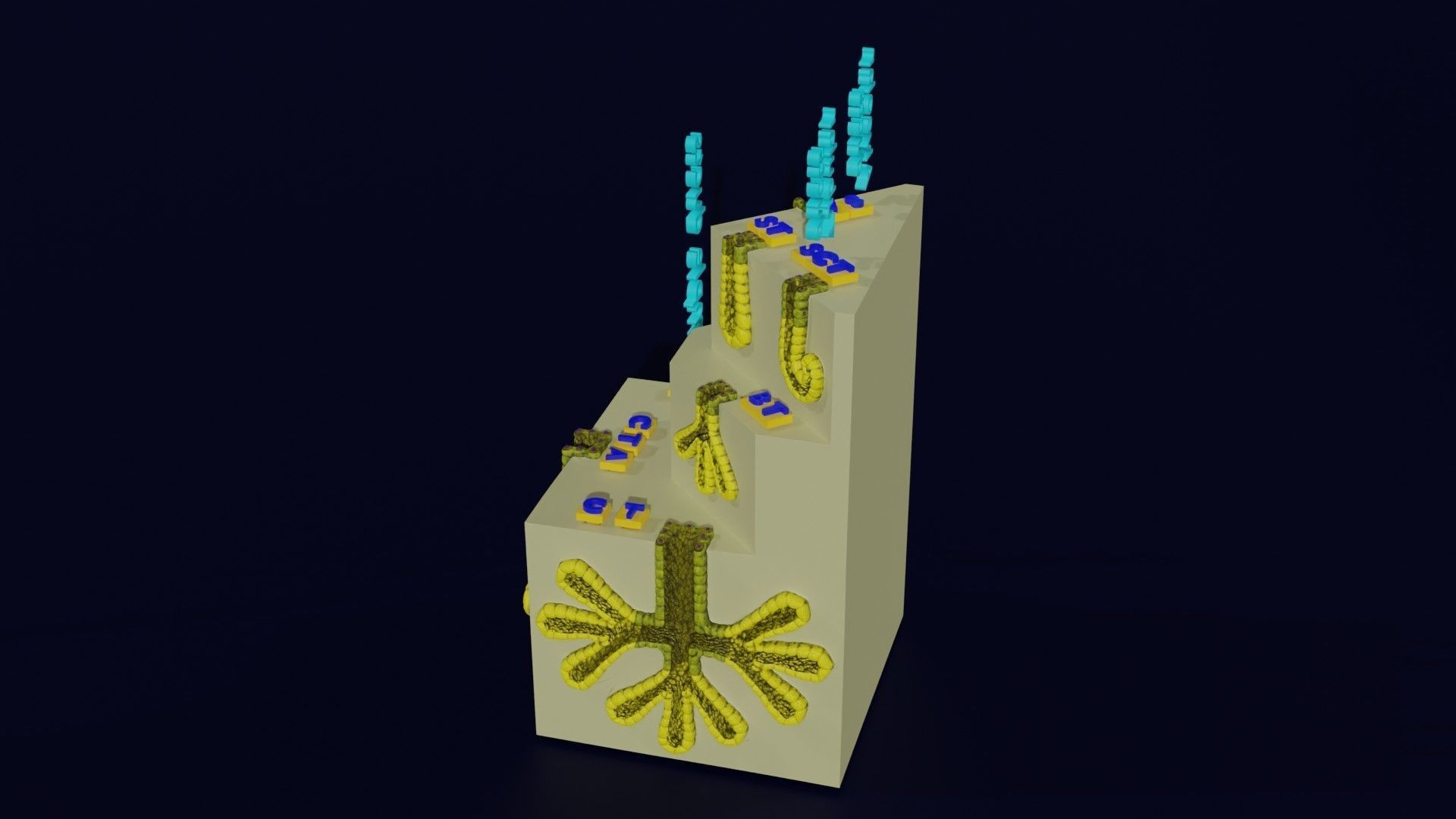 Ducts glands type simple compound alveolar tubular 3D model_50