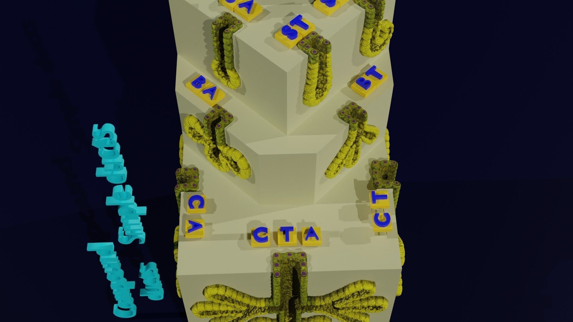 Ducts glands type simple compound alveolar tubular 3D model_3