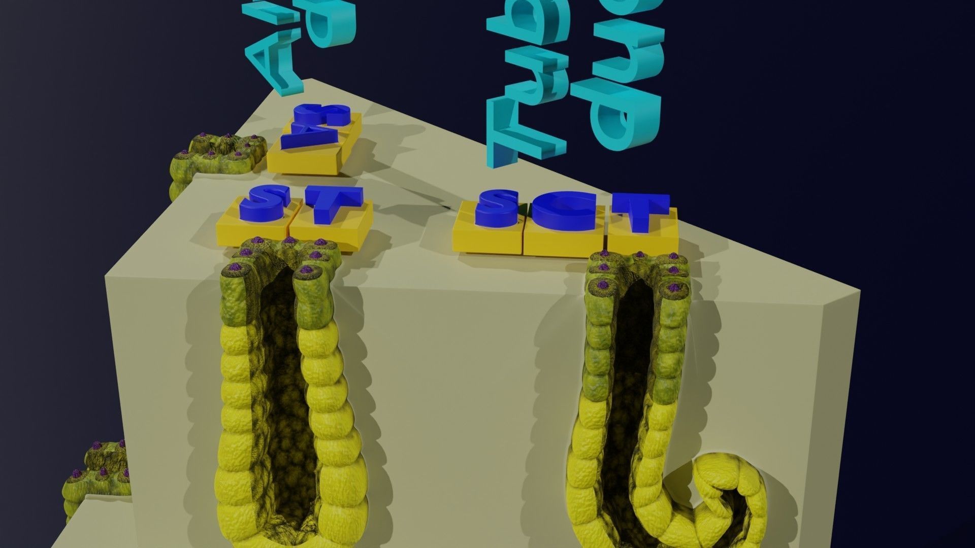 Ducts glands type simple compound alveolar tubular 3D model_21