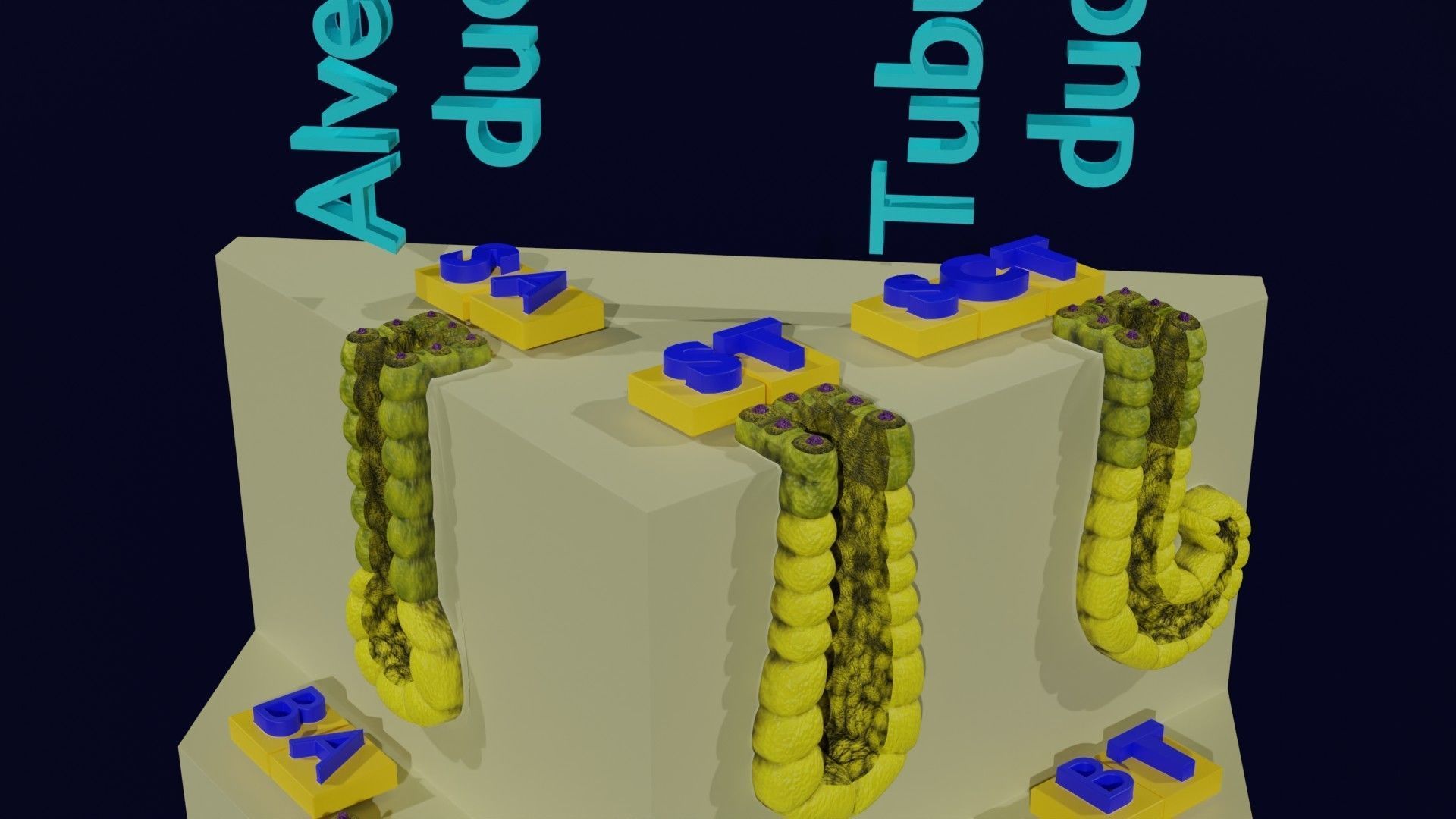 Ducts glands type simple compound alveolar tubular 3D model_19