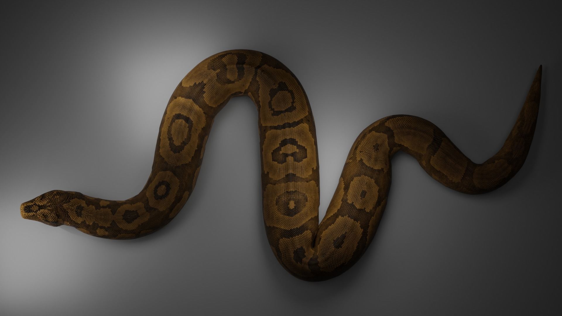Titanoboa  Low-poly 3D model_7