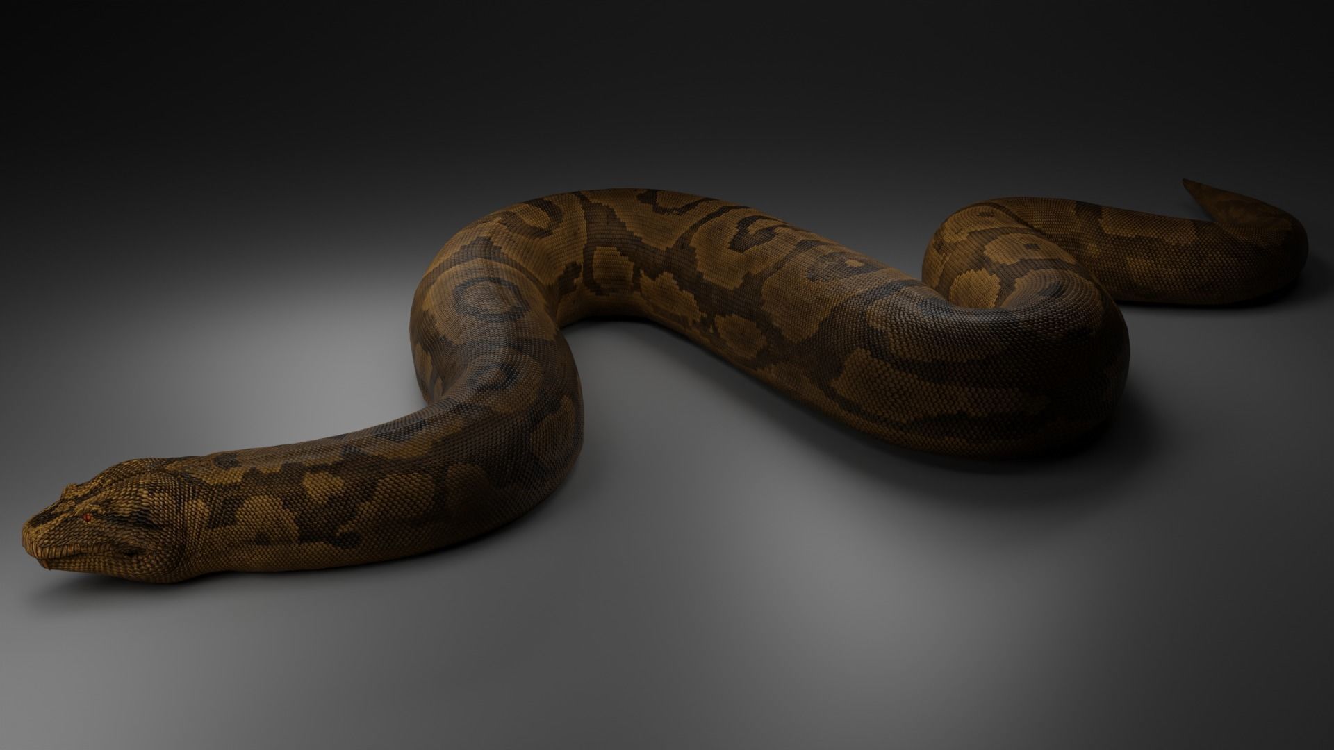 Titanoboa  Low-poly 3D model_3