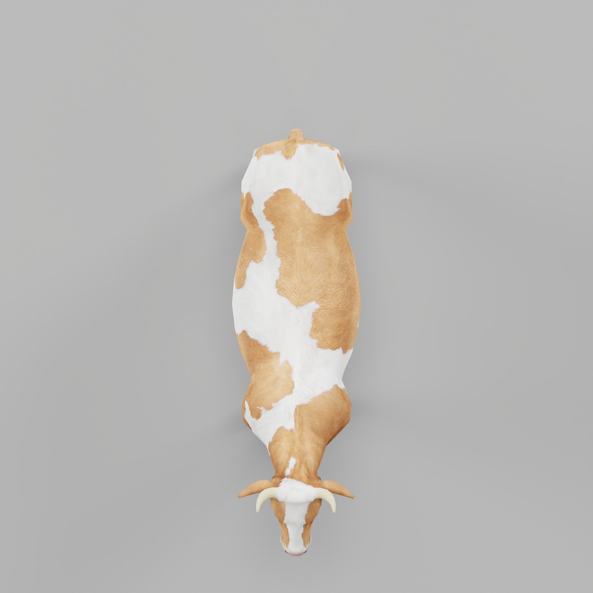 Diary Milk Cow  Animal Low-poly 3D model_4
