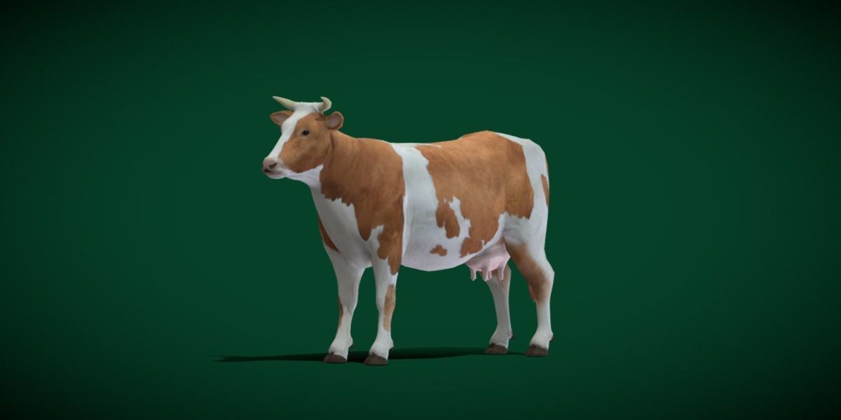 Diary Milk Cow  Animal Low-poly 3D model_18