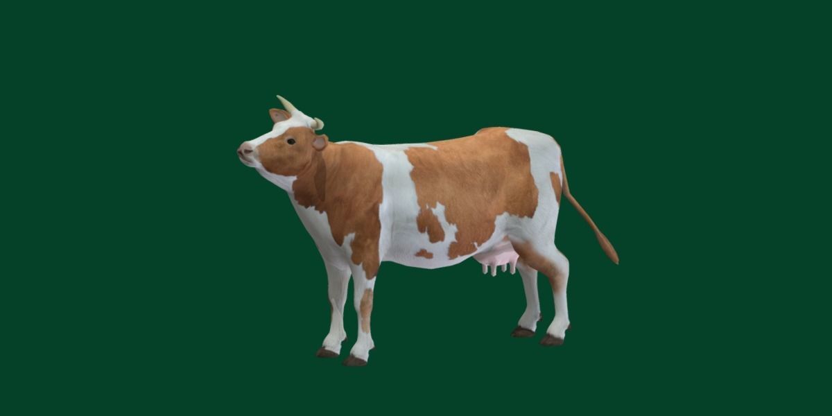Diary Milk Cow  Animal Low-poly 3D model_23