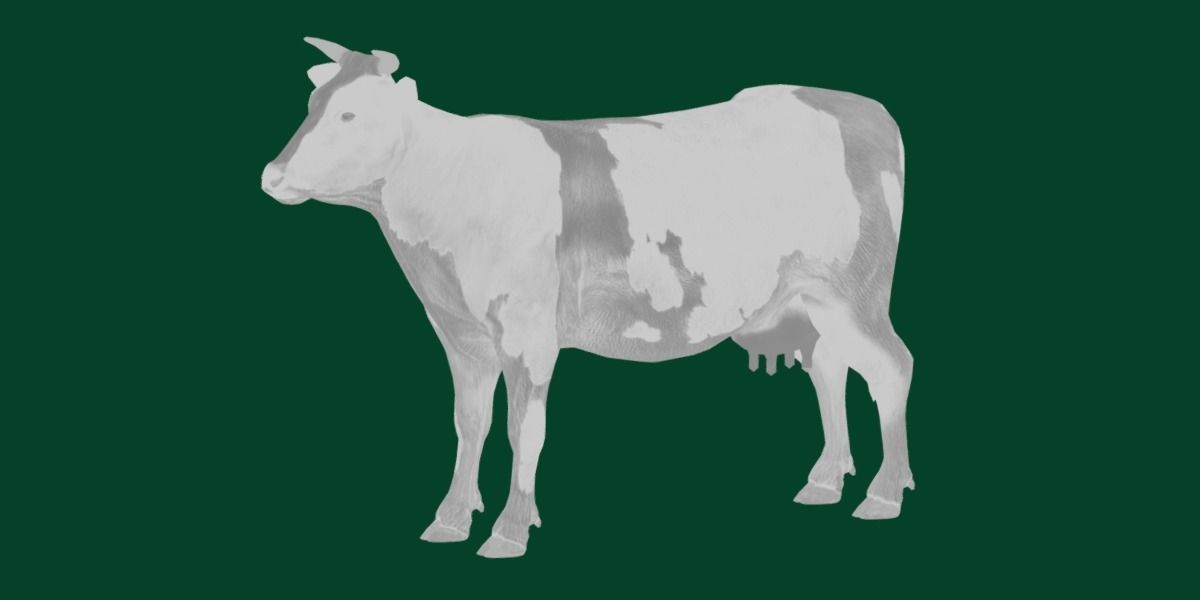 Diary Milk Cow  Animal Low-poly 3D model_8