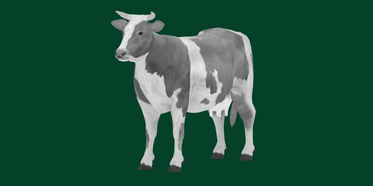 Diary Milk Cow  Animal Low-poly 3D model_9