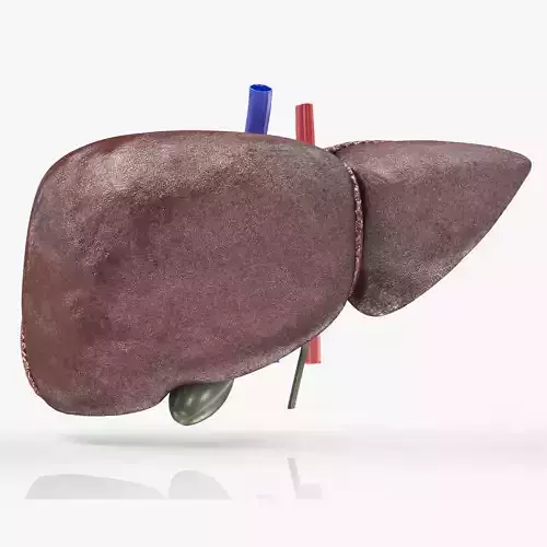 Fatty Liver Steatosis