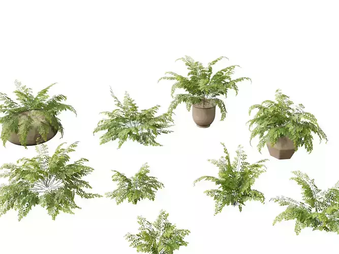 Adiantum aethiopicum - Common maidenhair  3D model