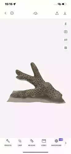 Thai coral reefs white branche