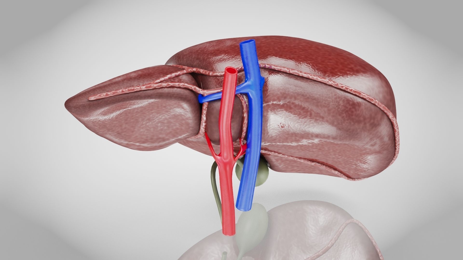 Healthy Liver Low-poly 3D model_5