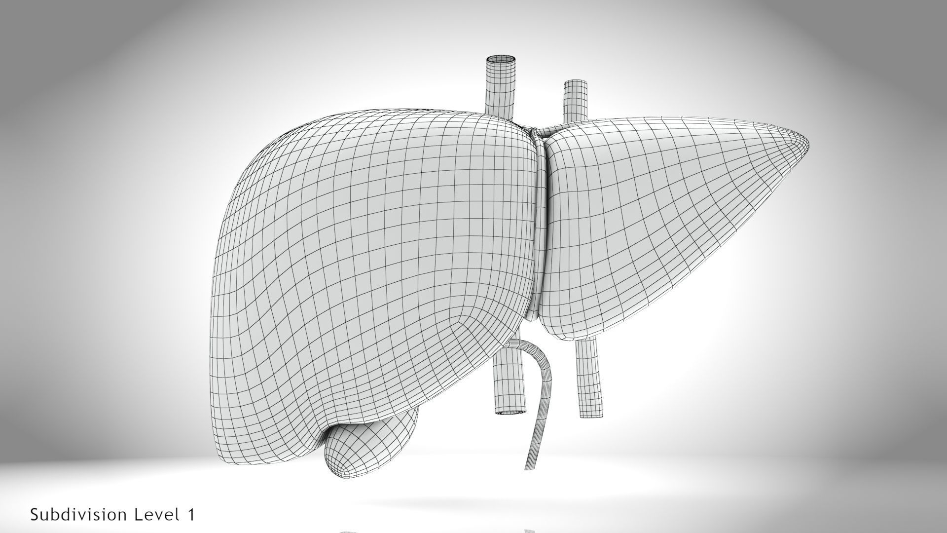 Healthy Liver Low-poly 3D model_15