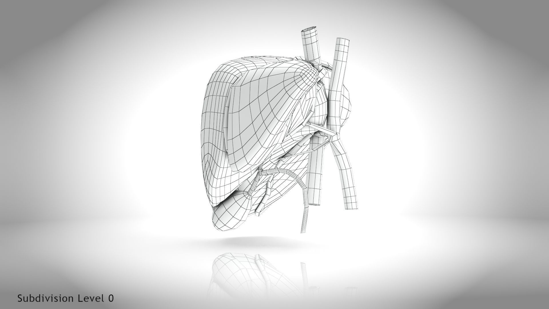 Healthy Liver Low-poly 3D model_16