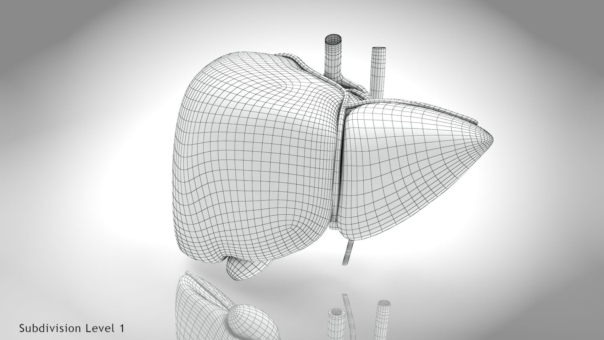 Healthy Liver Low-poly 3D model_11