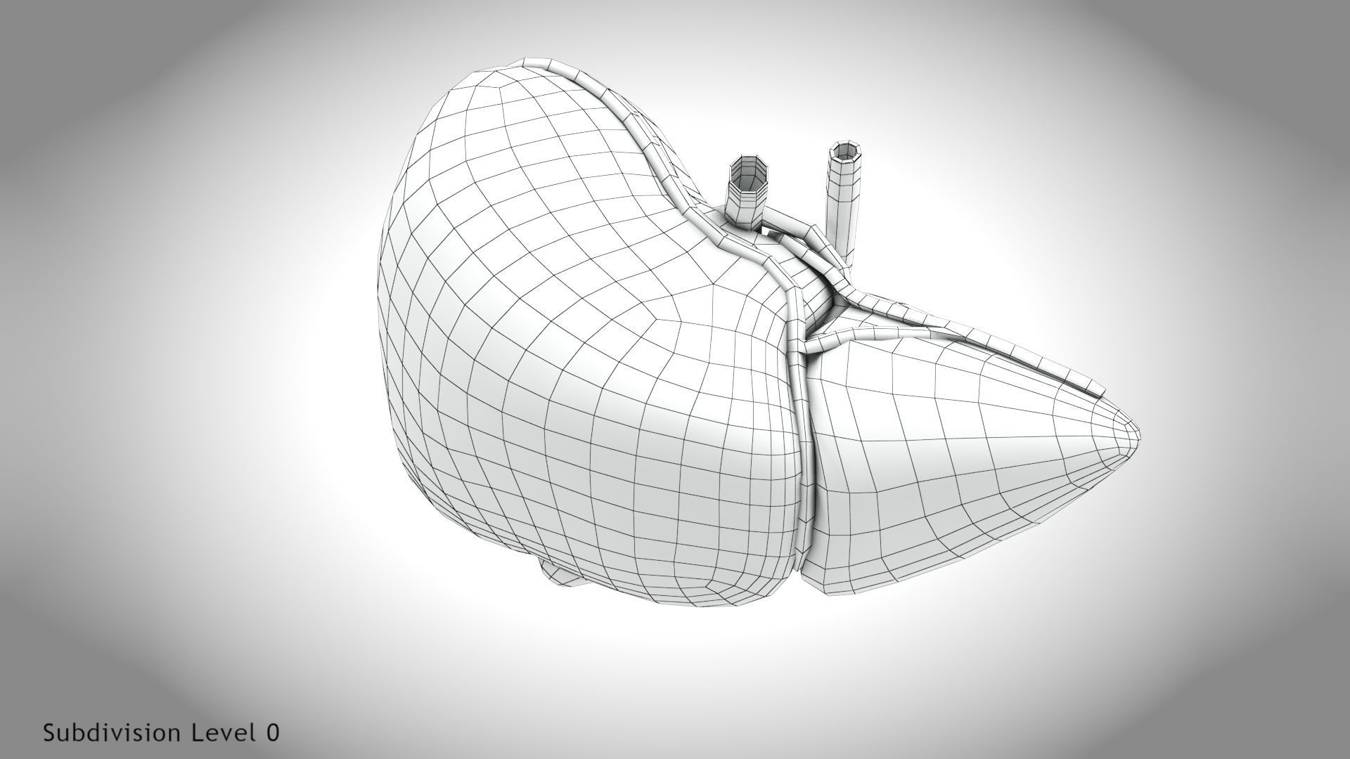 Healthy Liver Low-poly 3D model_12