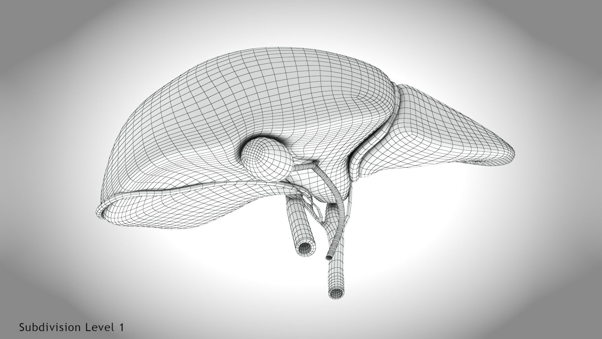 Healthy Liver Low-poly 3D model_24