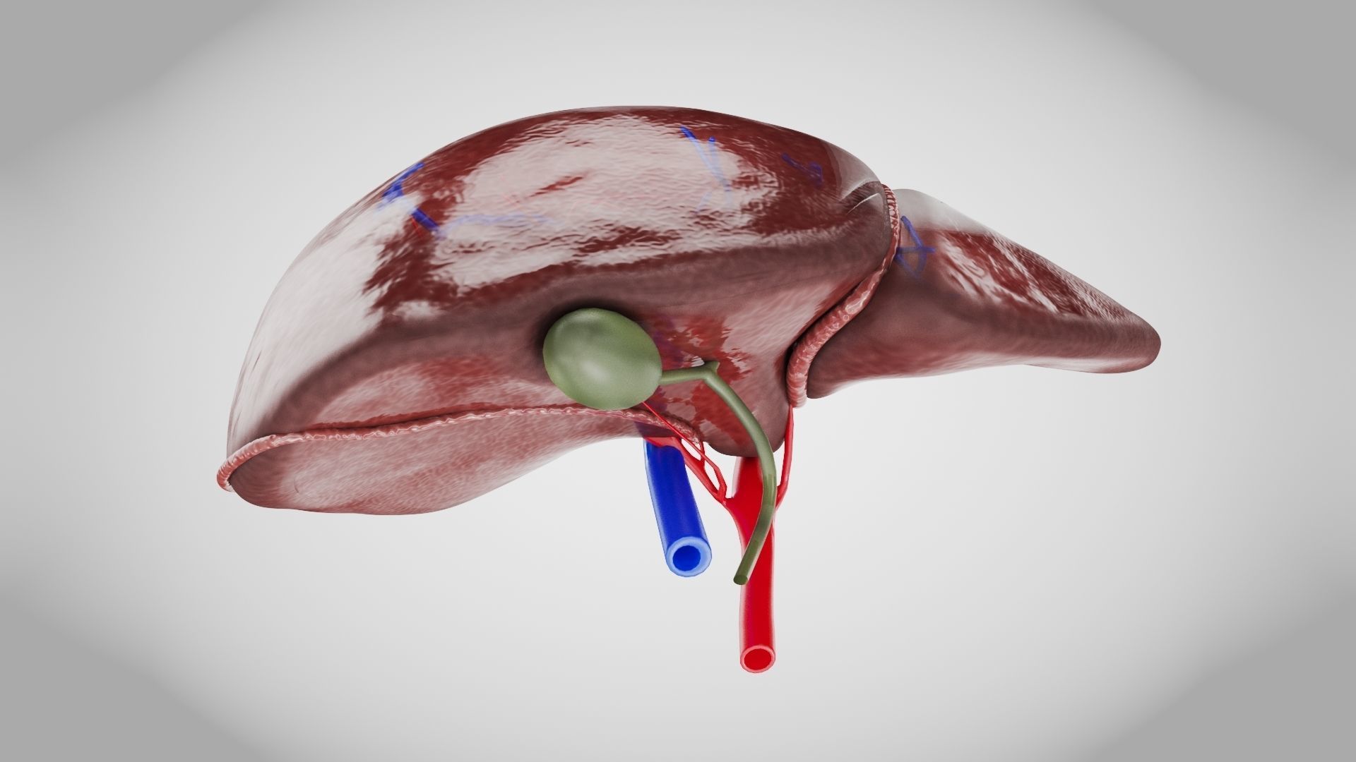 Healthy Liver Low-poly 3D model_4
