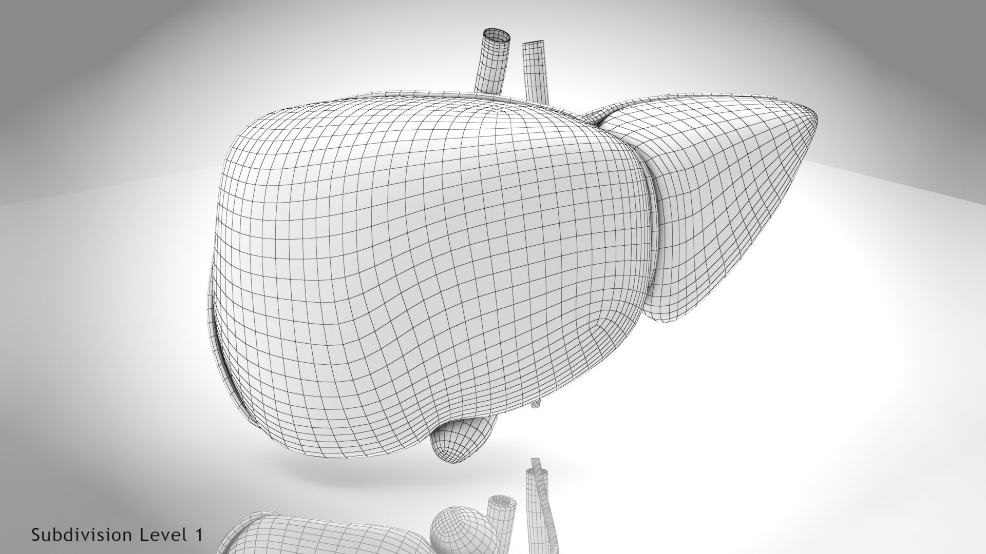 Healthy Liver Low-poly 3D model_10