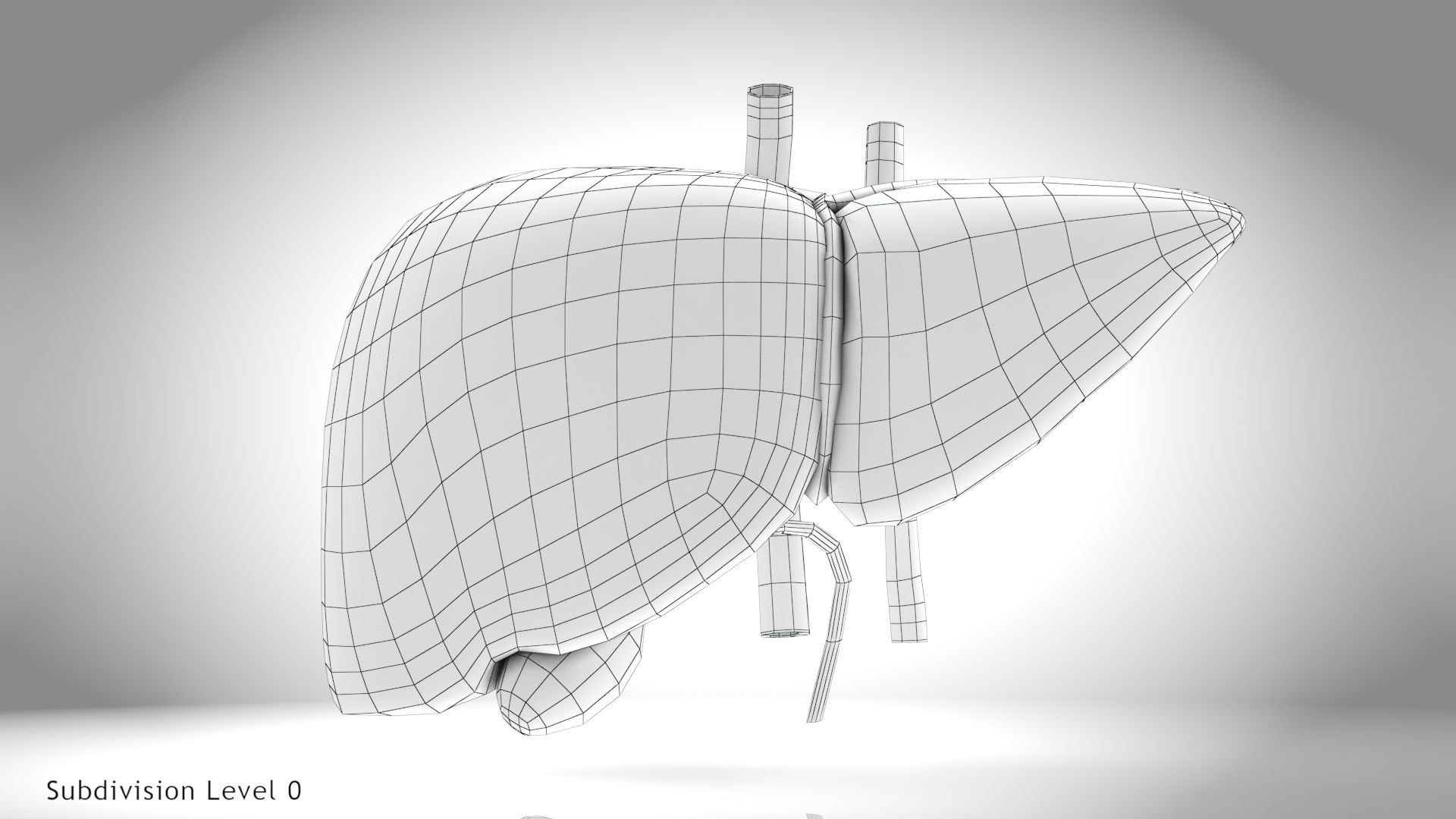 Healthy Liver Low-poly 3D model_22