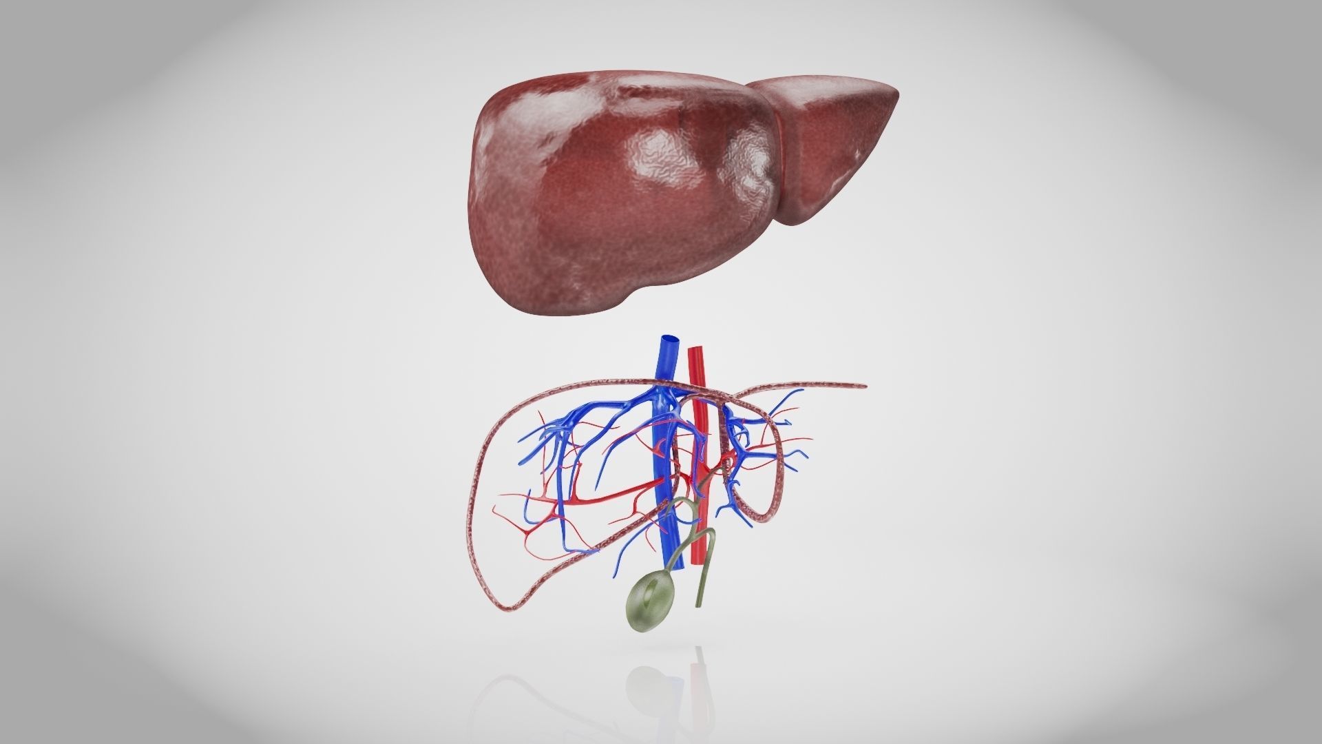 Healthy Liver Low-poly 3D model_7
