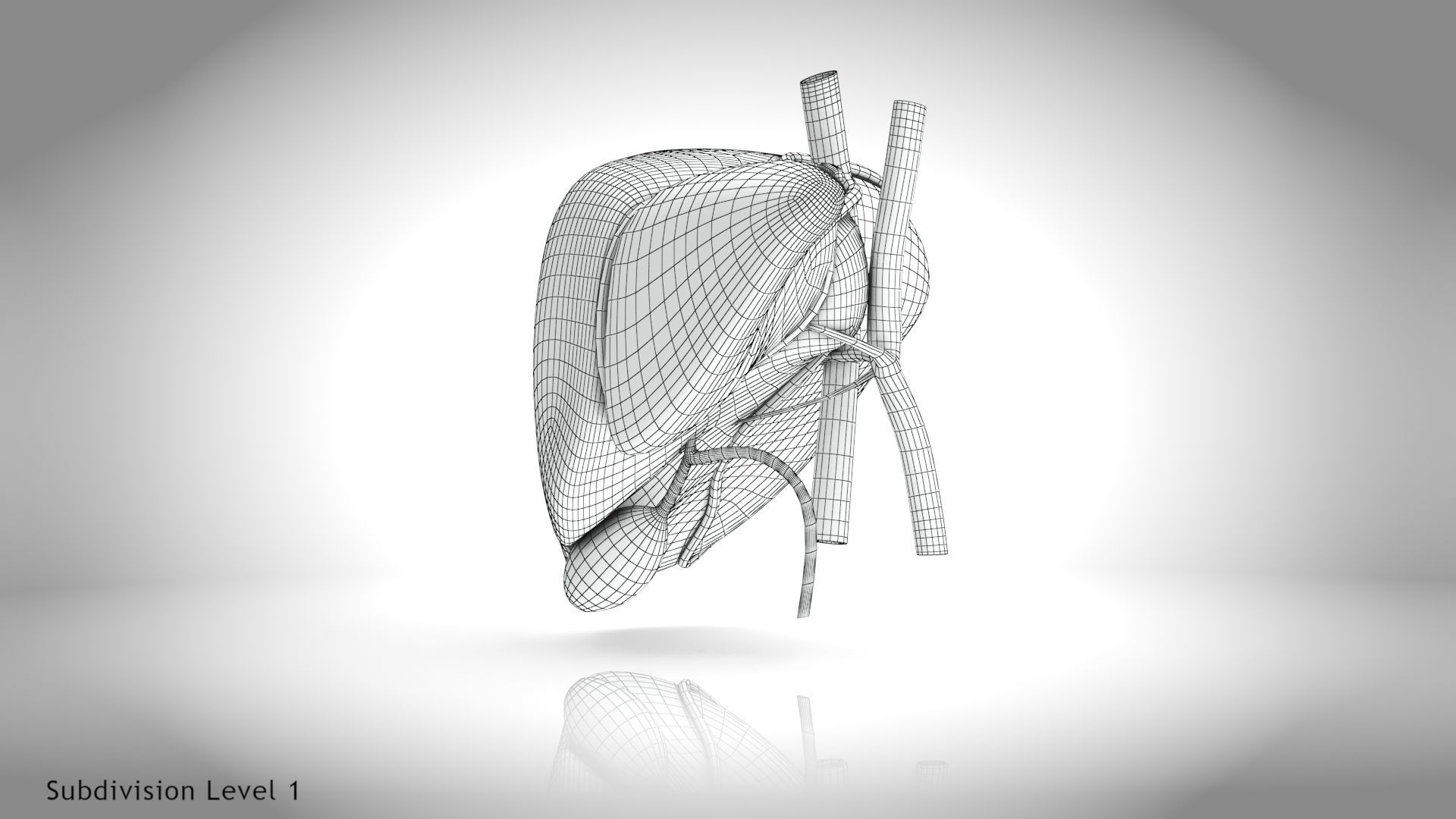 Healthy Liver Low-poly 3D model_21