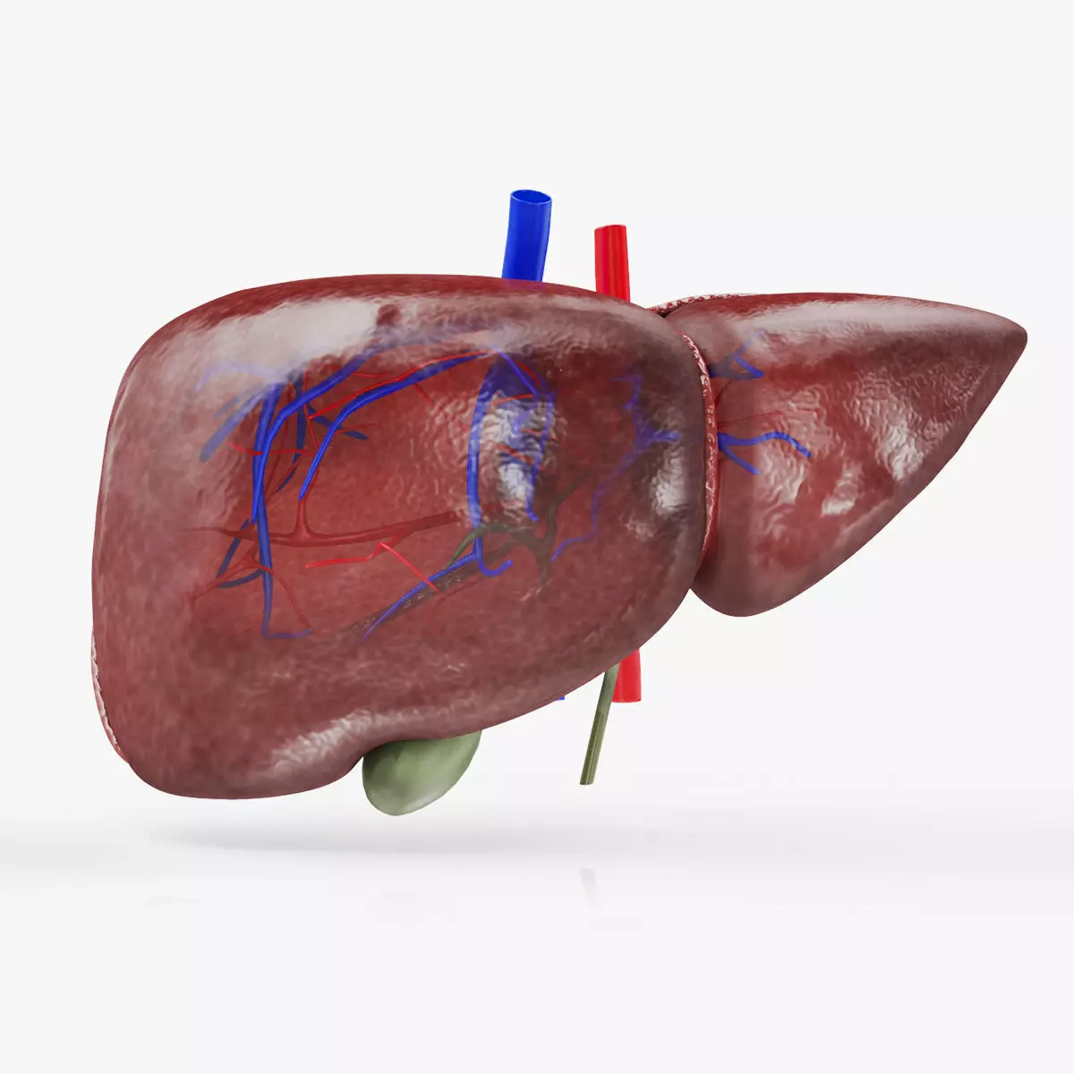Healthy Liver Low-poly 3D model_0