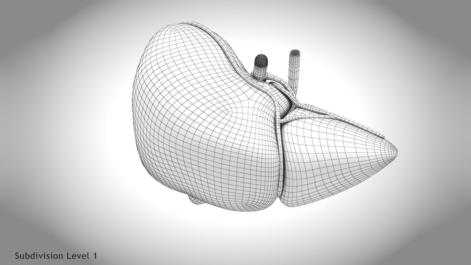 Healthy Liver Low-poly 3D model_13
