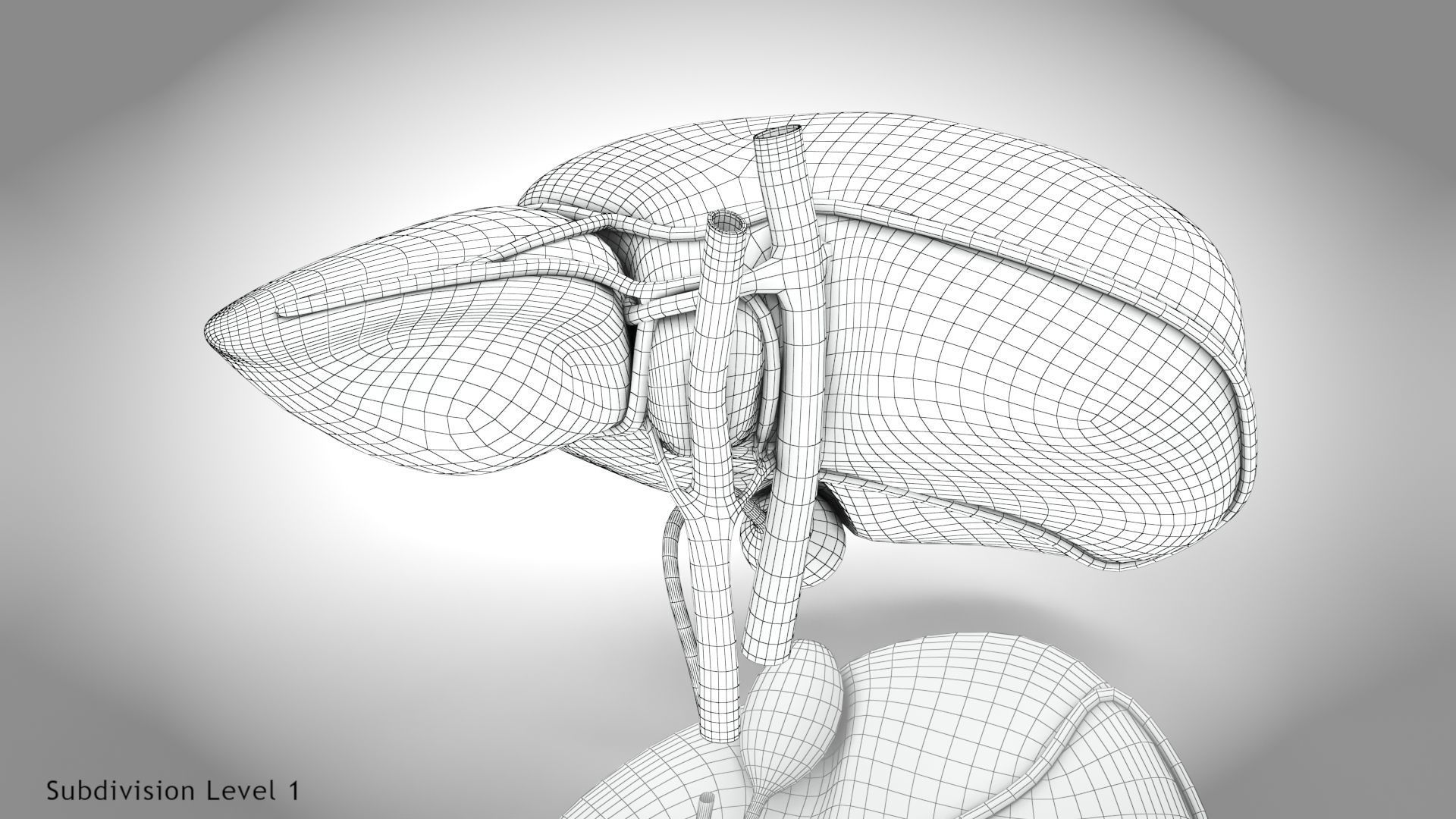 Healthy Liver Low-poly 3D model_25
