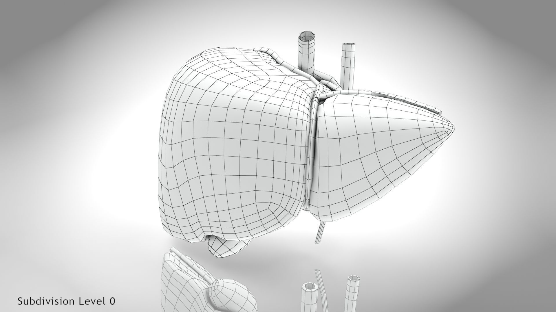 Healthy Liver Low-poly 3D model_20