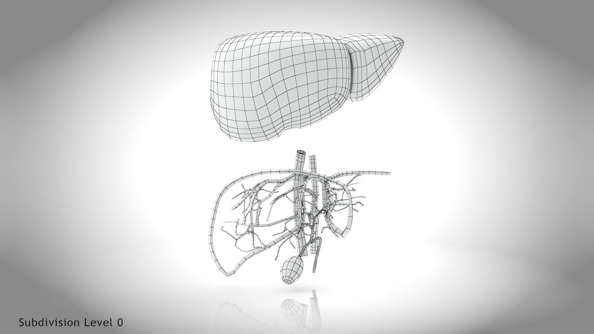 Healthy Liver Low-poly 3D model_14