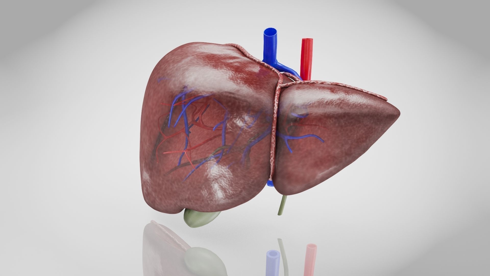 Healthy Liver Low-poly 3D model_3