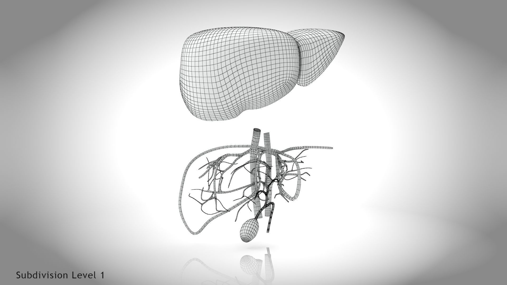 Healthy Liver Low-poly 3D model_17