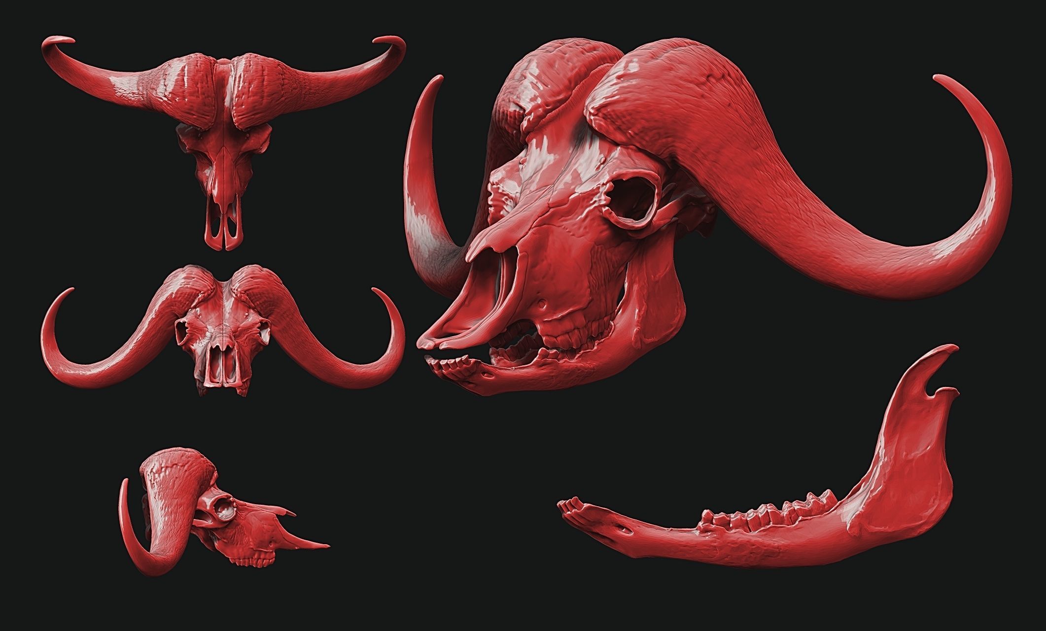 African Buffalo - Syncerus caffer Skull 3D print model_9