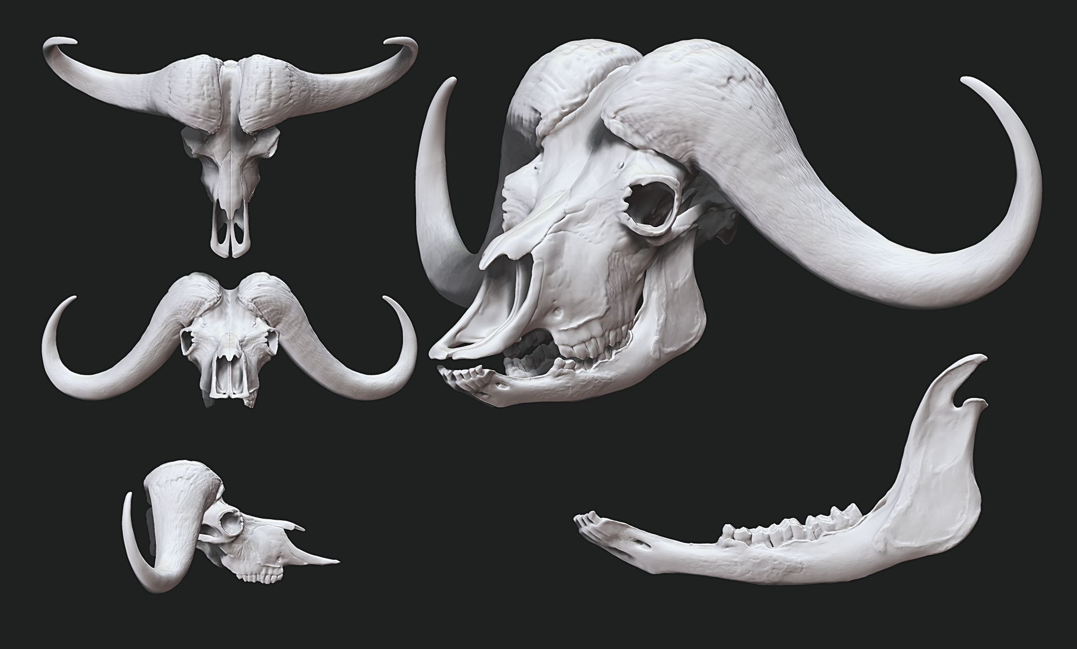 African Buffalo - Syncerus caffer Skull 3D print model_16