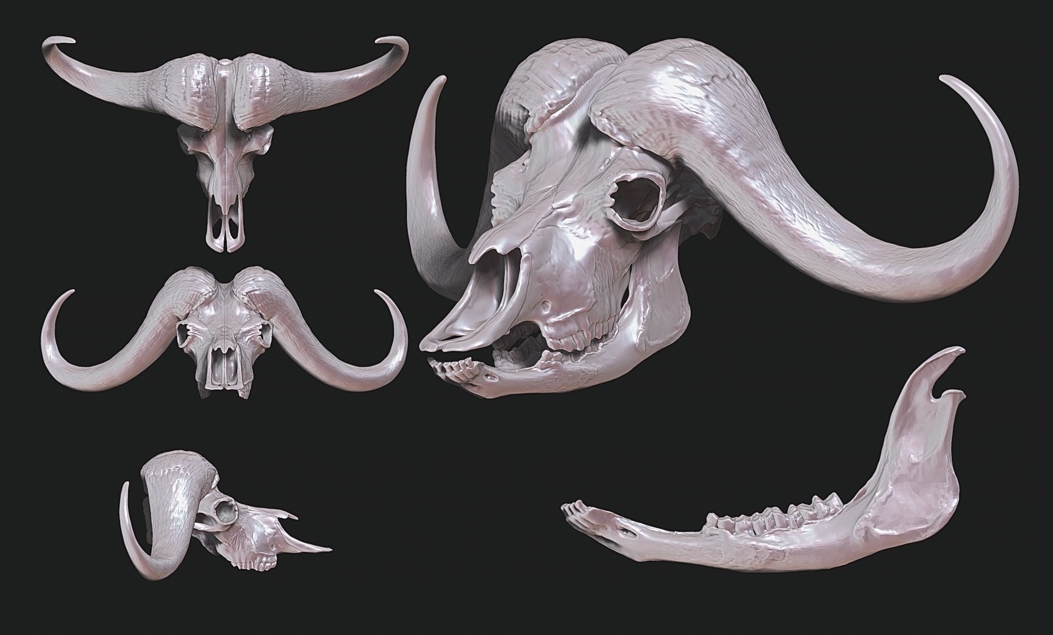 African Buffalo - Syncerus caffer Skull 3D print model_14