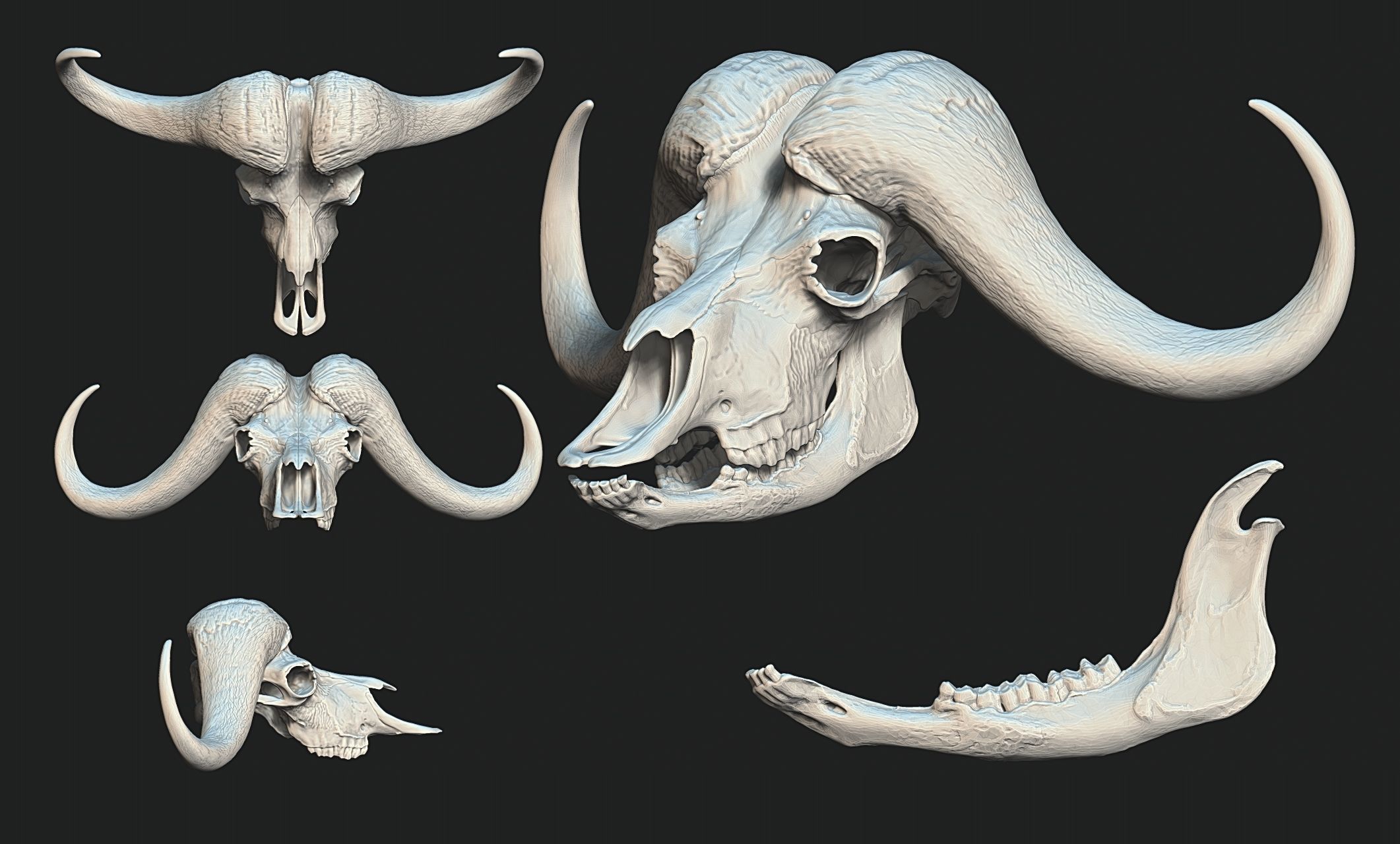 African Buffalo - Syncerus caffer Skull 3D print model_1