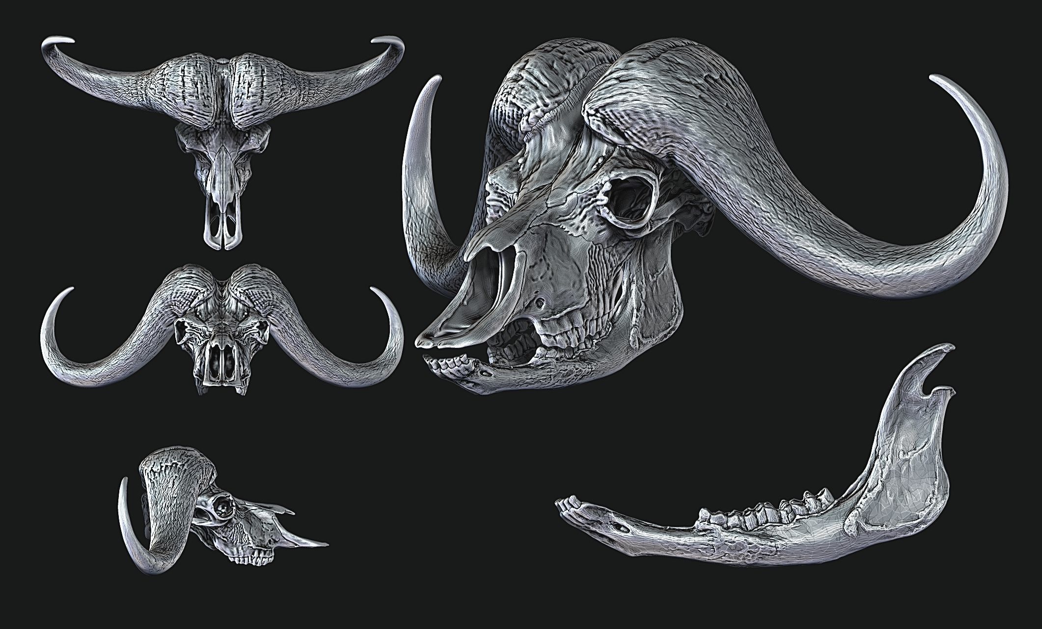 African Buffalo - Syncerus caffer Skull 3D print model_20