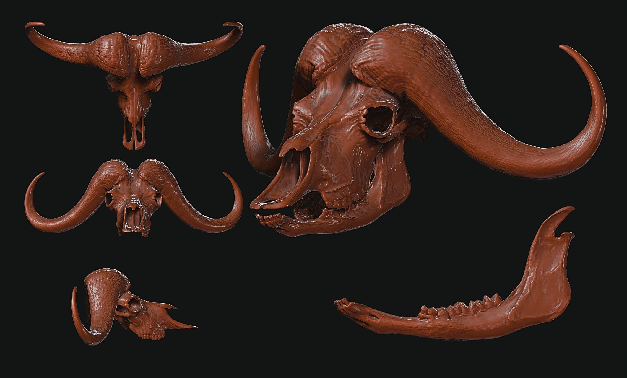 African Buffalo - Syncerus caffer Skull 3D print model_10