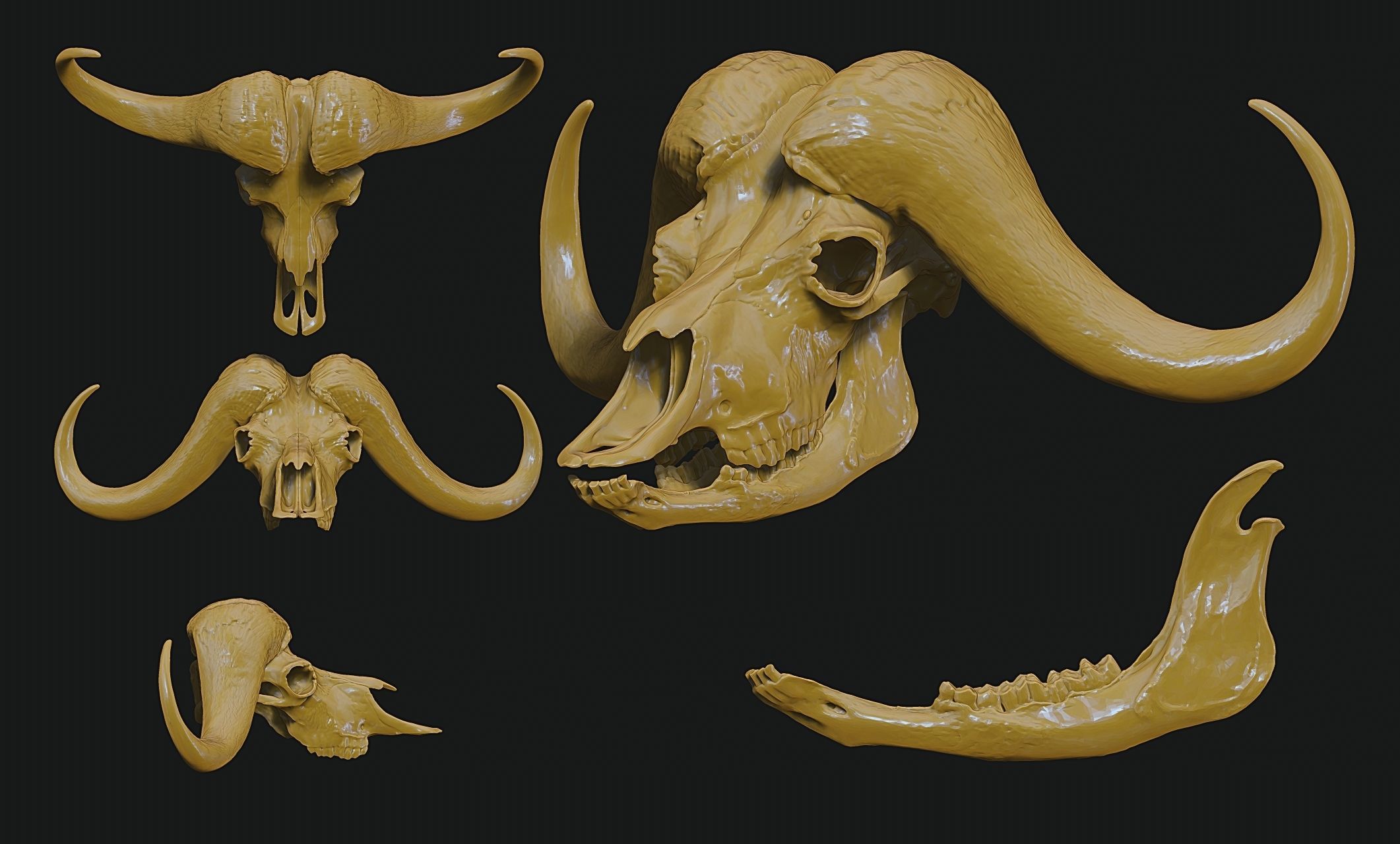 African Buffalo - Syncerus caffer Skull 3D print model_19